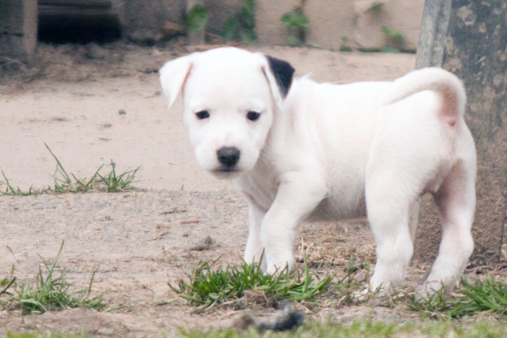 The Magnificent Fox Hunter - Chiot disponible  - Parson Russell Terrier