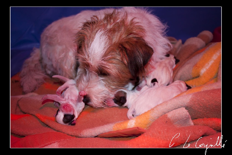 The Magnificent Fox Hunter - Jack Russell Terrier - Portée née le 11/05/2012