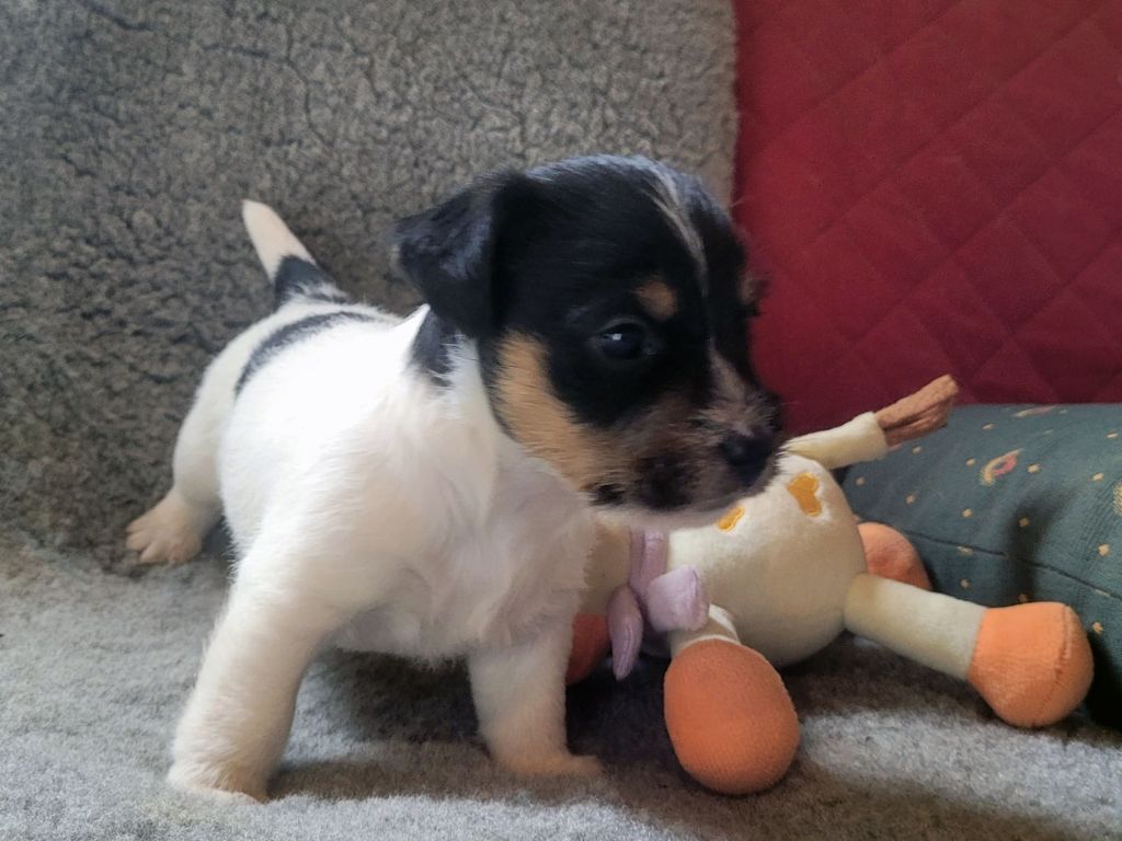 The Magnificent Fox Hunter - Chiot disponible  - Jack Russell Terrier