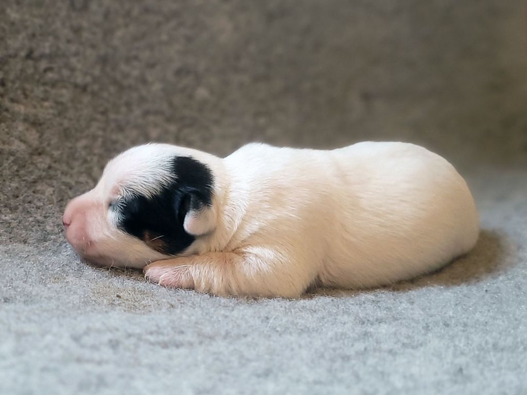 The Magnificent Fox Hunter - Chiot disponible  - Jack Russell Terrier