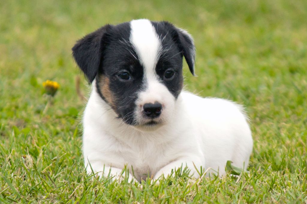 The Magnificent Fox Hunter - Chiot disponible  - Jack Russell Terrier