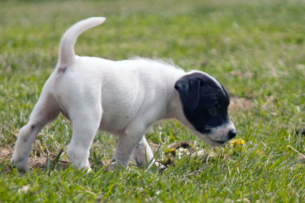 The Magnificent Fox Hunter - Chiot disponible  - Parson Russell Terrier