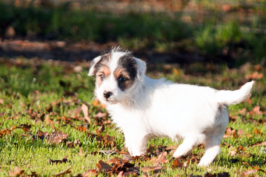 The Magnificent Fox Hunter - Chiot disponible  - Jack Russell Terrier