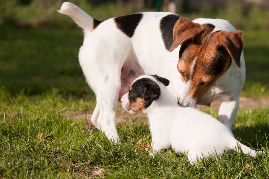 Micheline vient d'avoir des chiots