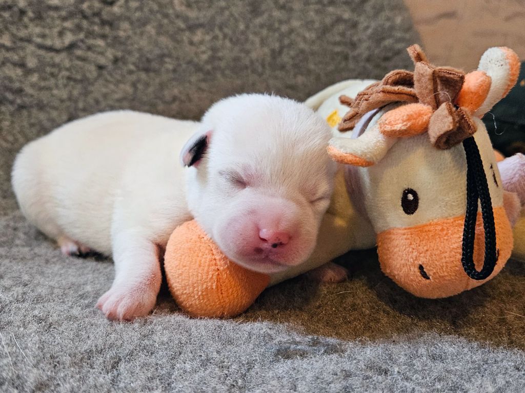 The Magnificent Fox Hunter - Chiots disponibles - Jack Russell Terrier