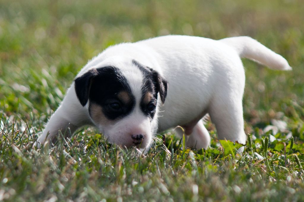The Magnificent Fox Hunter - Chiots disponibles - Jack Russell Terrier