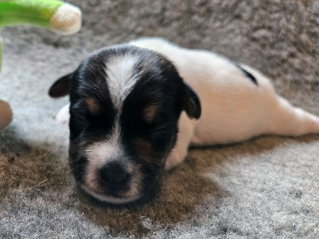 The Magnificent Fox Hunter - Chiots disponibles - Parson Russell Terrier