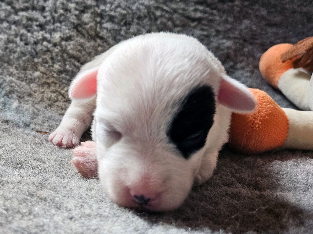 The Magnificent Fox Hunter - Chiots disponibles - Jack Russell Terrier