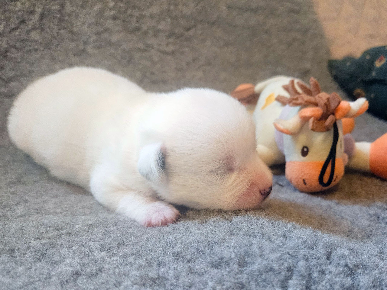 The Magnificent Fox Hunter - Chiots disponibles - Jack Russell Terrier