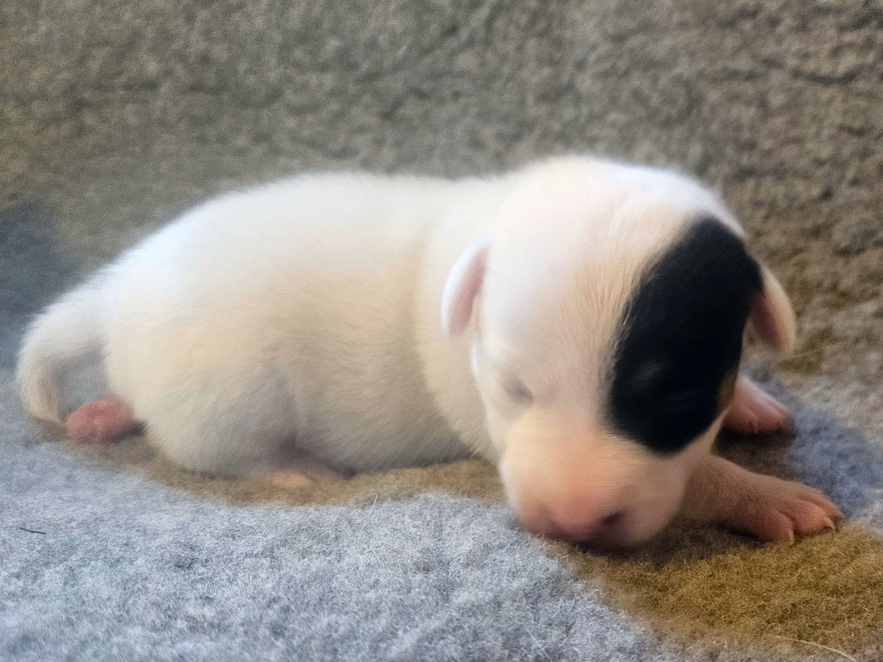 The Magnificent Fox Hunter - Chiots disponibles - Jack Russell Terrier