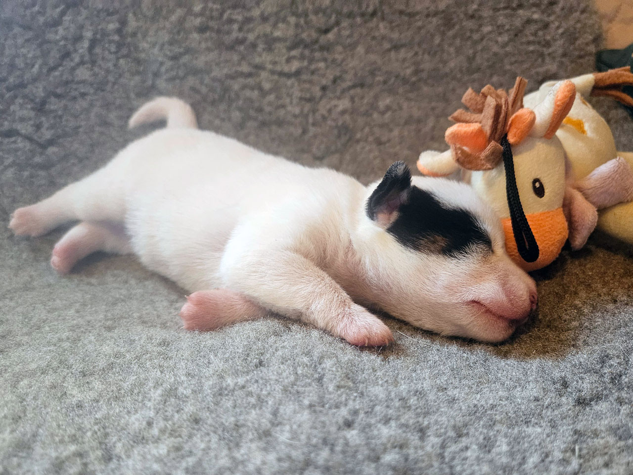 The Magnificent Fox Hunter - Chiots disponibles - Jack Russell Terrier