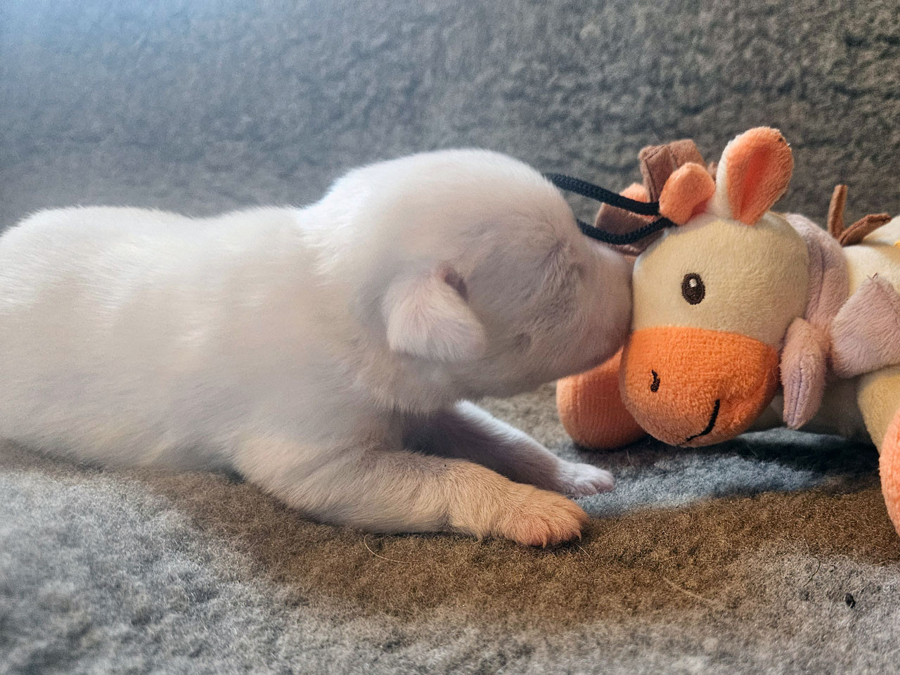 The Magnificent Fox Hunter - Chiots disponibles - Jack Russell Terrier