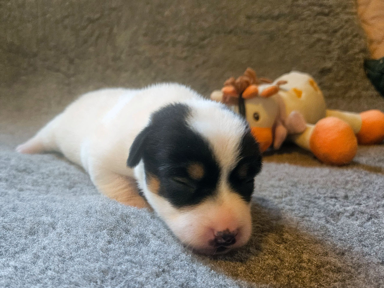 The Magnificent Fox Hunter - Chiots disponibles - Jack Russell Terrier