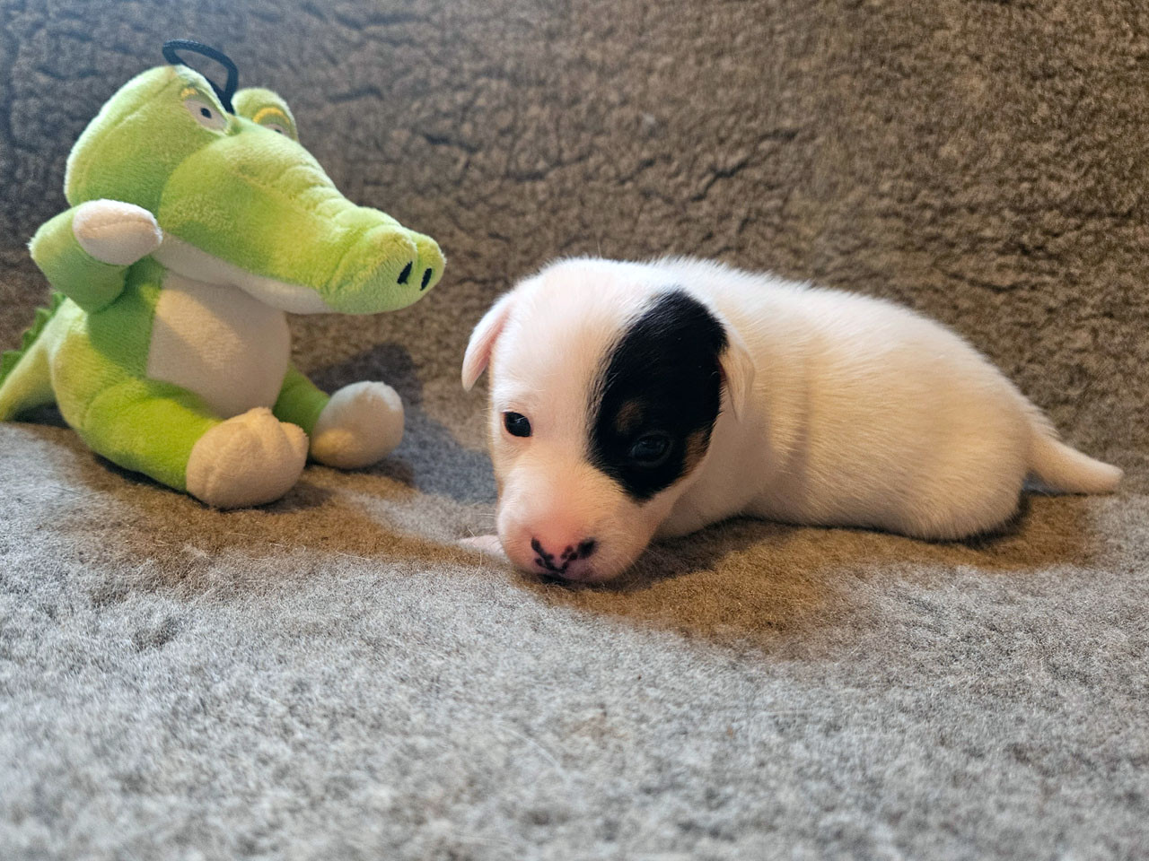 The Magnificent Fox Hunter - Chiots disponibles - Jack Russell Terrier