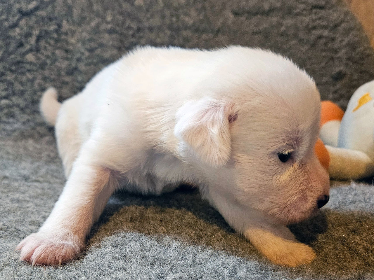 The Magnificent Fox Hunter - Chiots disponibles - Jack Russell Terrier