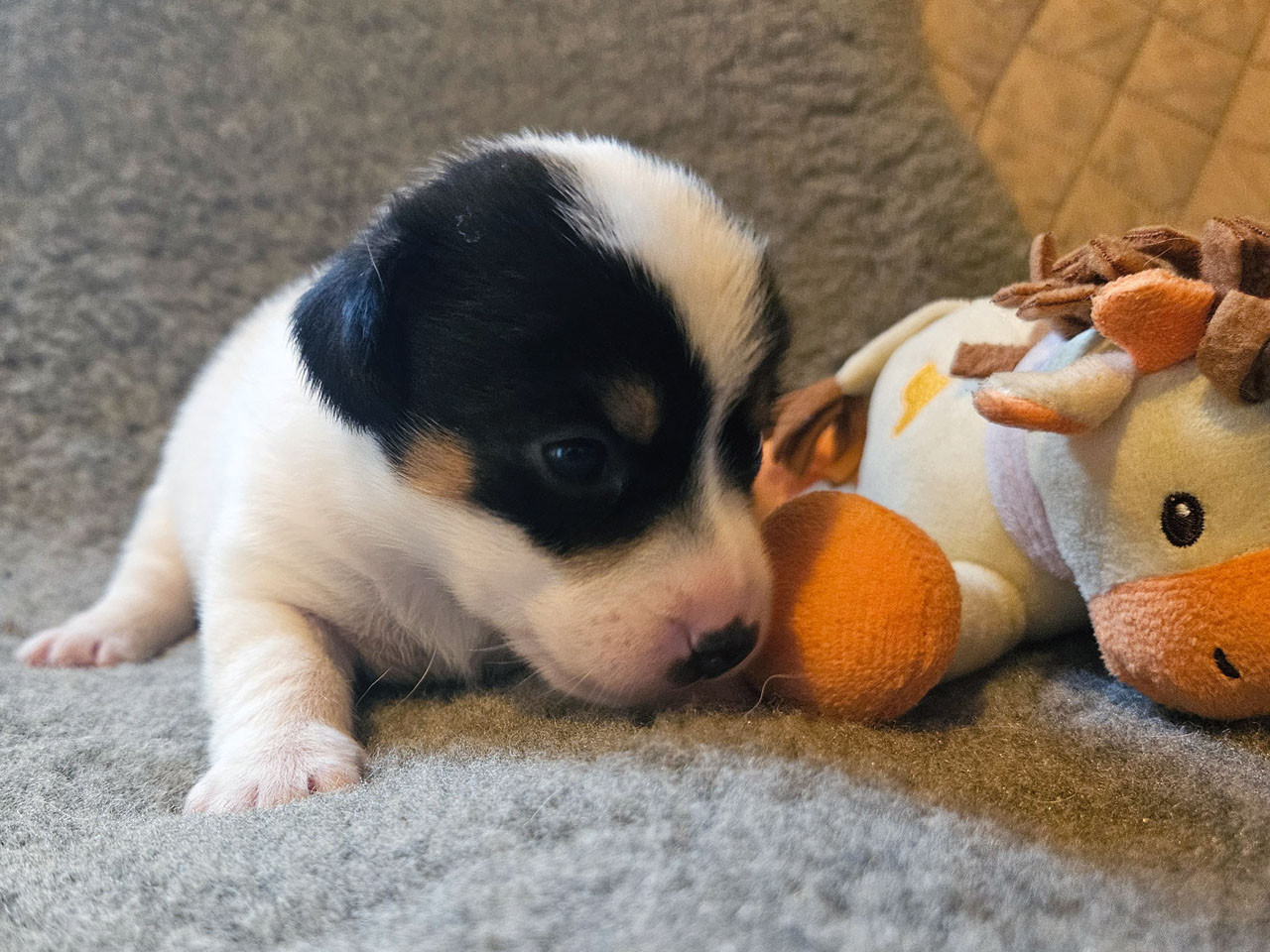 The Magnificent Fox Hunter - Chiots disponibles - Jack Russell Terrier