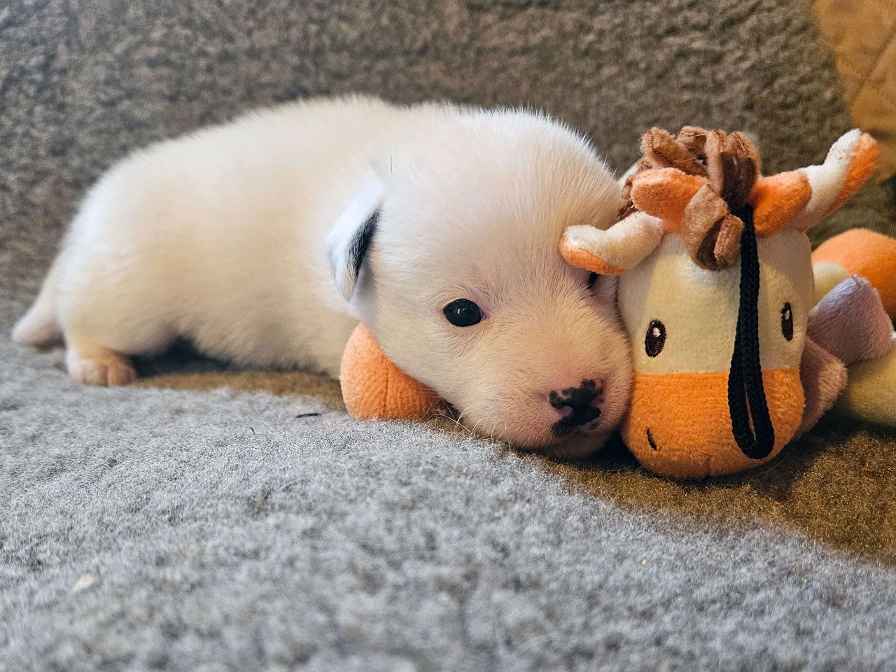 The Magnificent Fox Hunter - Chiots disponibles - Jack Russell Terrier