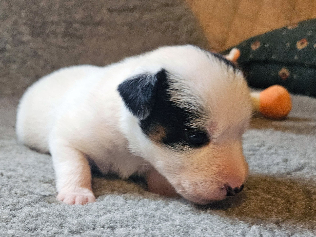 The Magnificent Fox Hunter - Chiots disponibles - Jack Russell Terrier