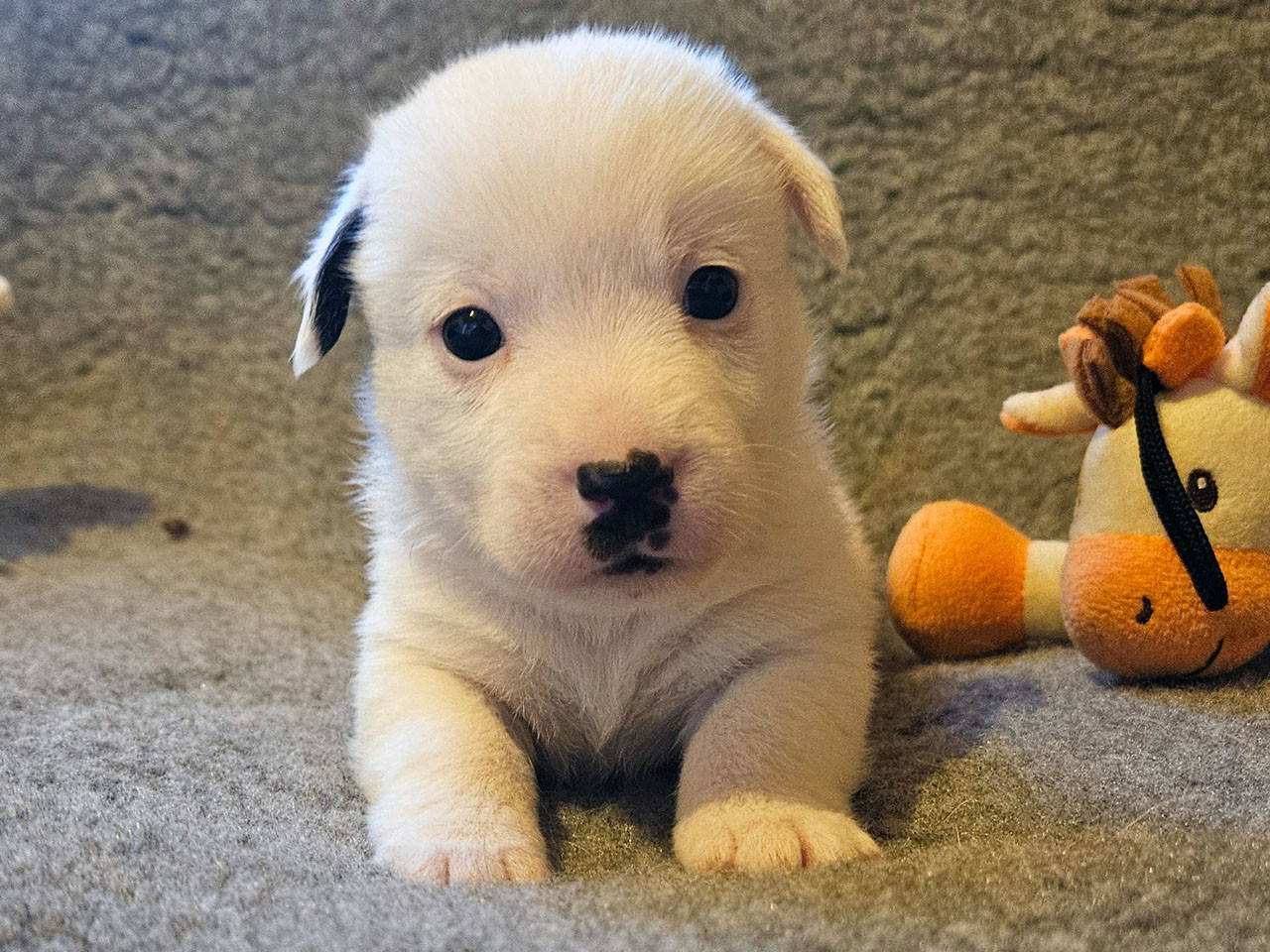 The Magnificent Fox Hunter - Chiots disponibles - Jack Russell Terrier