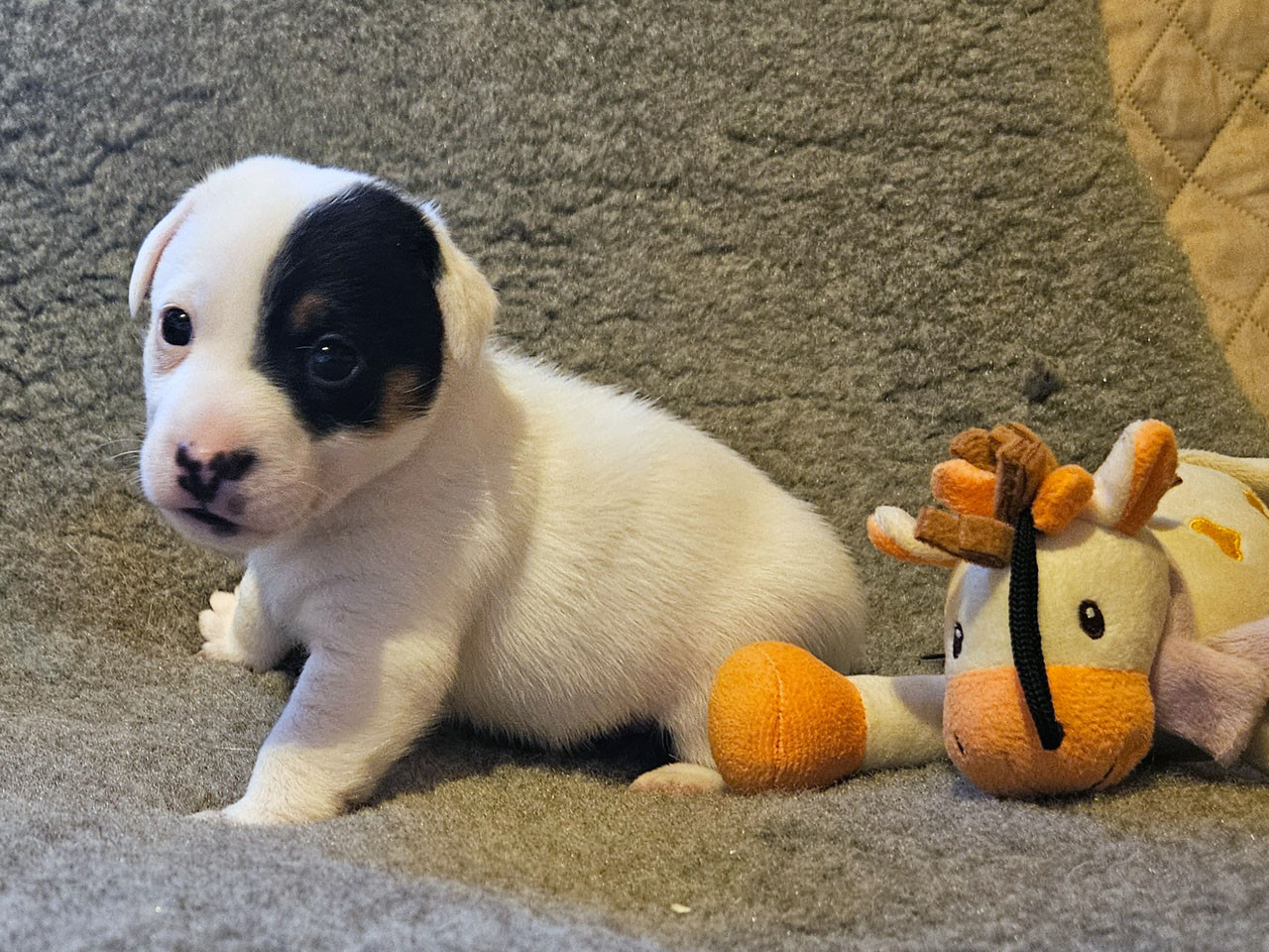 The Magnificent Fox Hunter - Chiots disponibles - Jack Russell Terrier