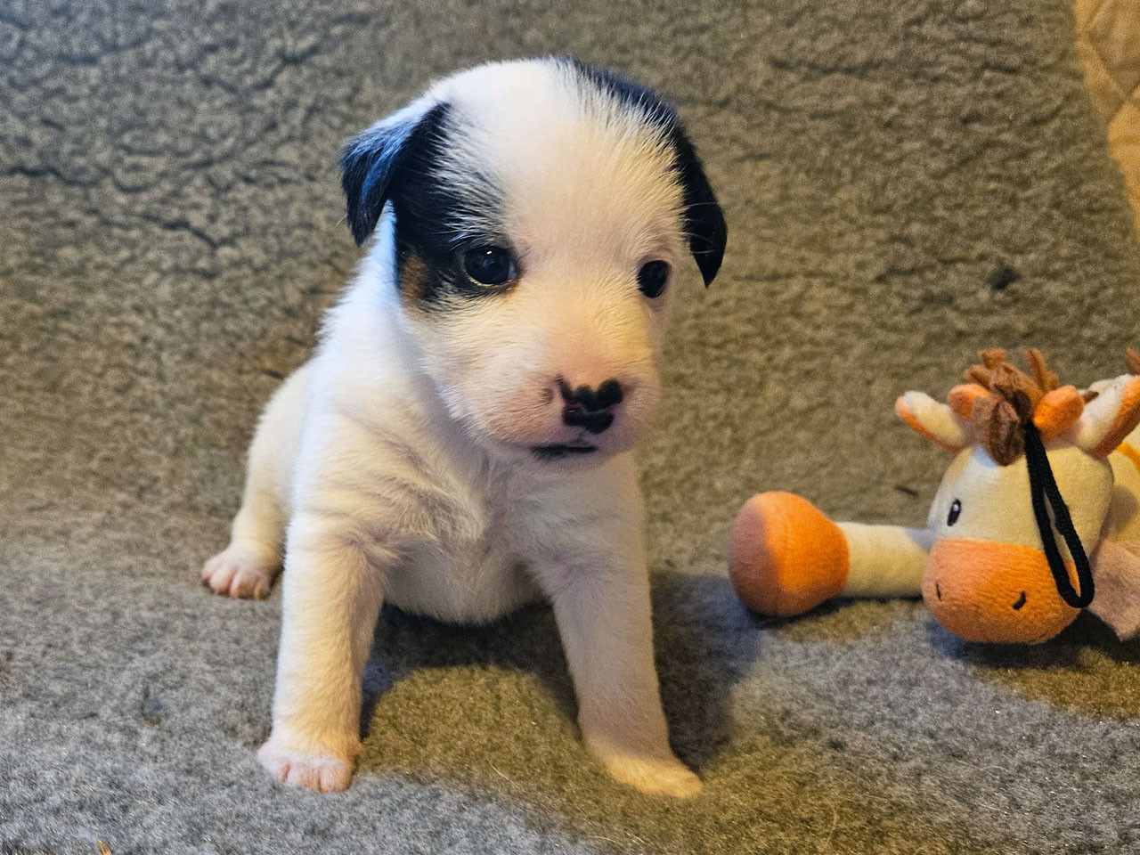 The Magnificent Fox Hunter - Chiots disponibles - Jack Russell Terrier
