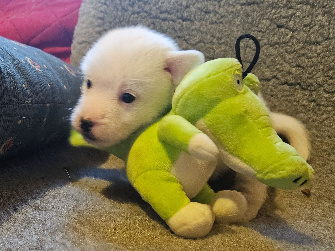 The Magnificent Fox Hunter - Chiots disponibles - Jack Russell Terrier