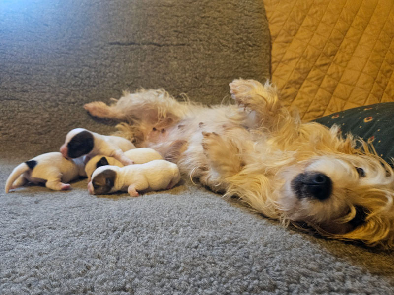 Chiot Jack Russell Terrier The Magnificent Fox Hunter