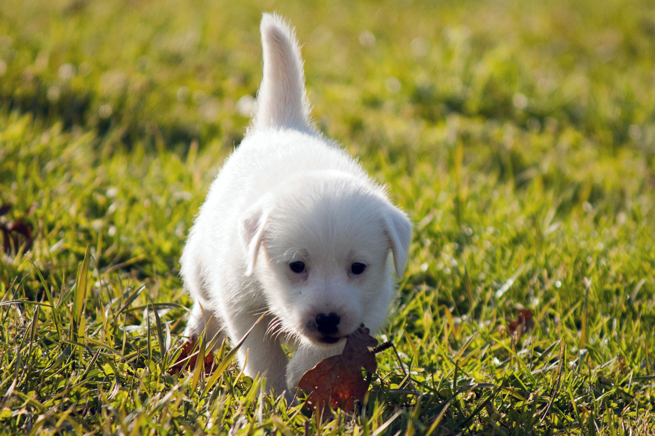 The Magnificent Fox Hunter - Chiots disponibles - Jack Russell Terrier