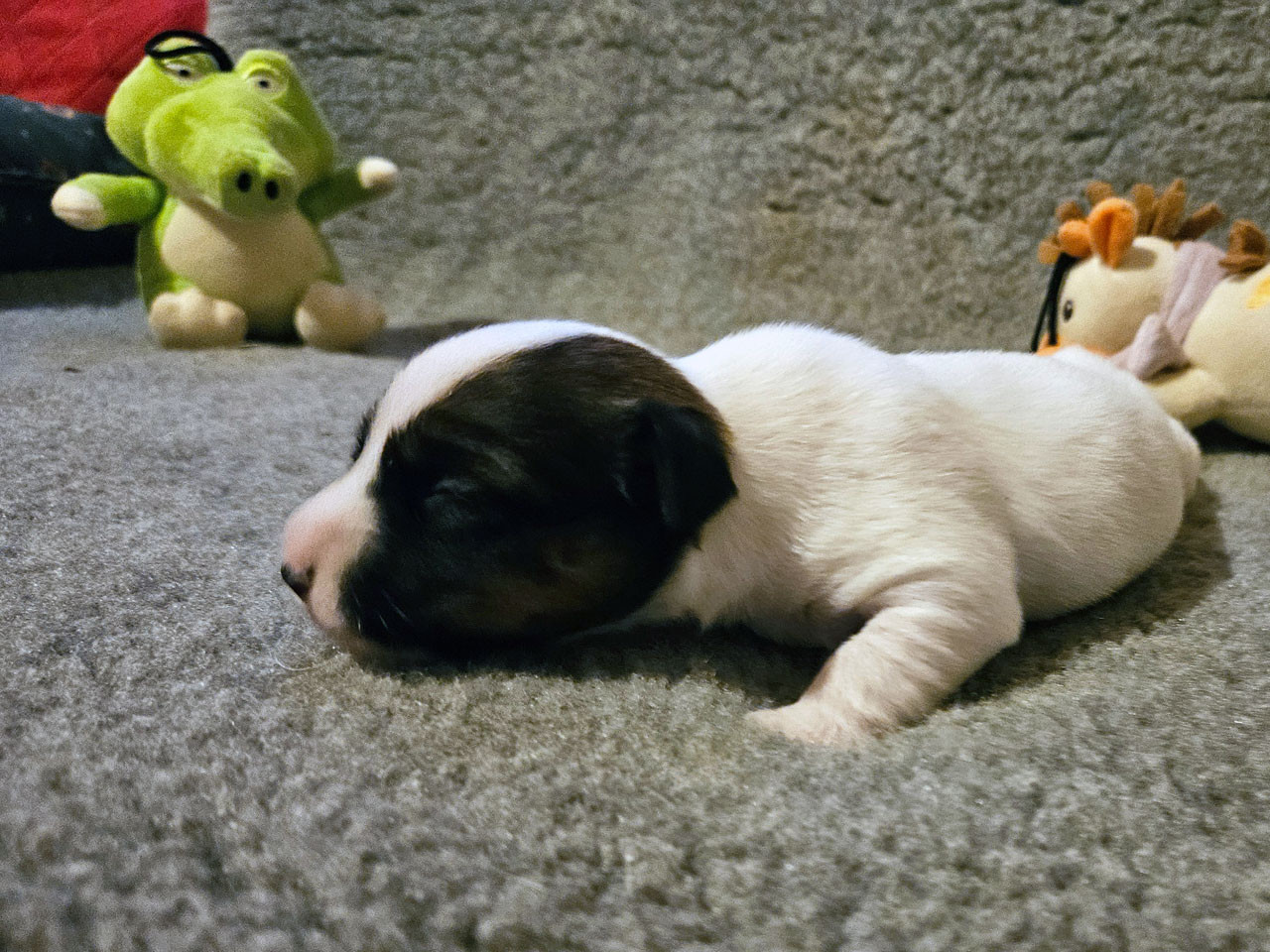 The Magnificent Fox Hunter - Chiots disponibles - Jack Russell Terrier