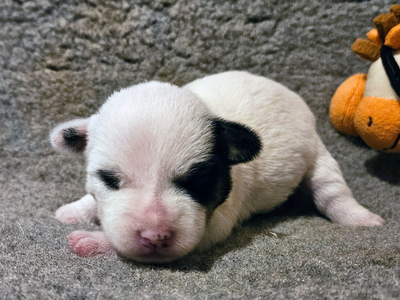 The Magnificent Fox Hunter - Chiots disponibles - Jack Russell Terrier