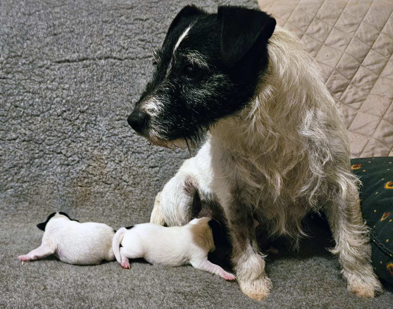Chiot Parson Russell Terrier The Magnificent Fox Hunter
