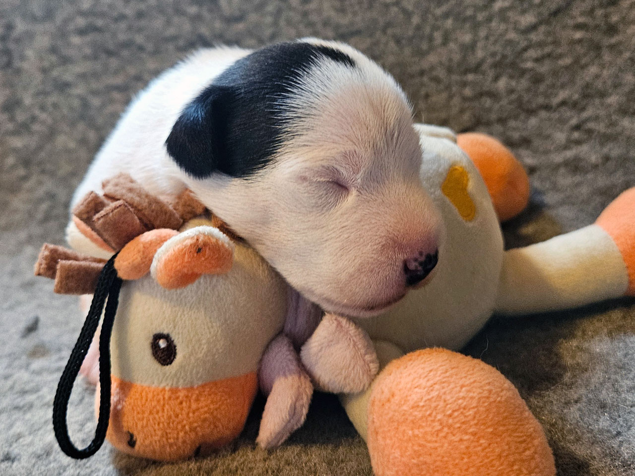 The Magnificent Fox Hunter - Chiots disponibles - Parson Russell Terrier