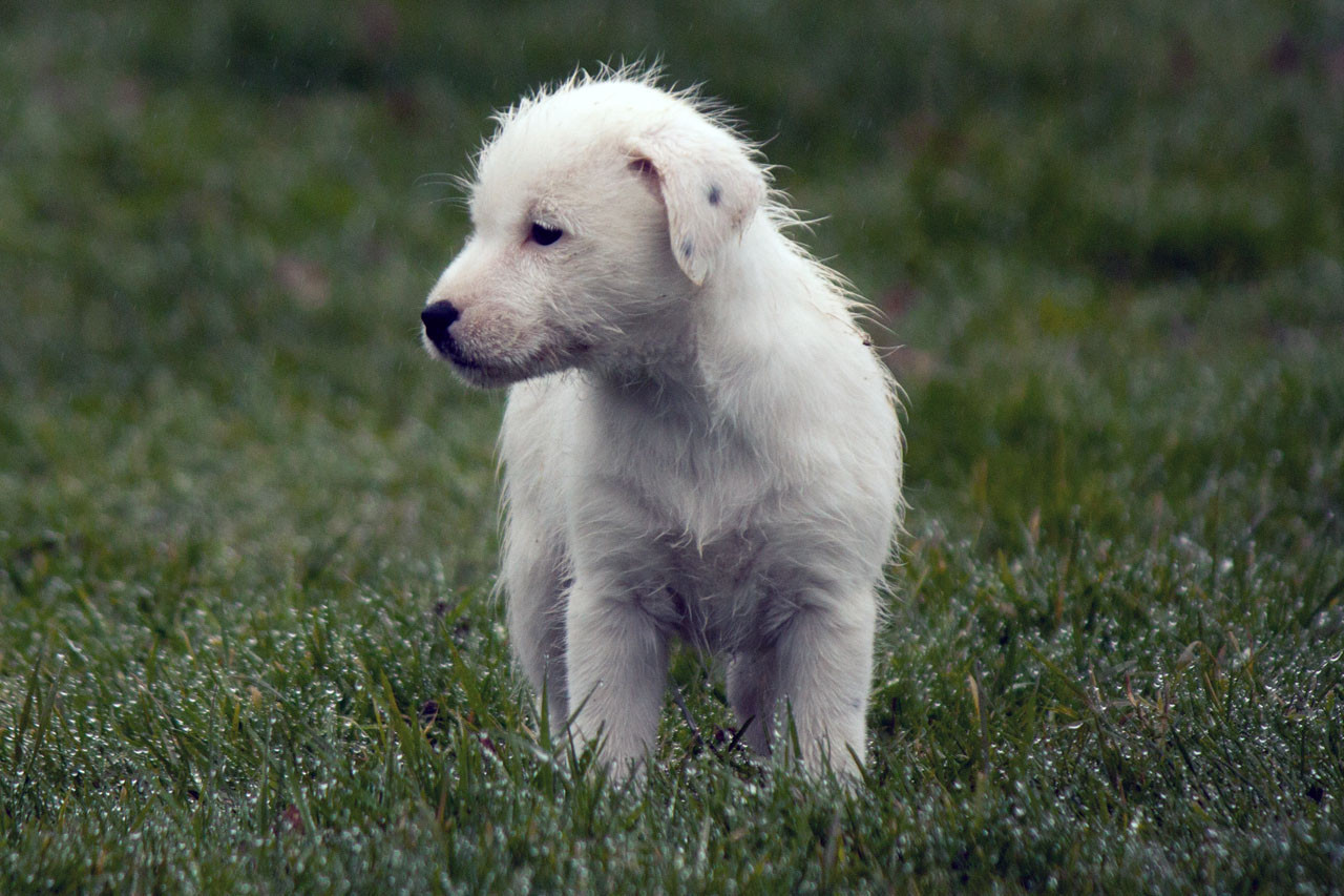 The Magnificent Fox Hunter - Chiots disponibles - Jack Russell Terrier