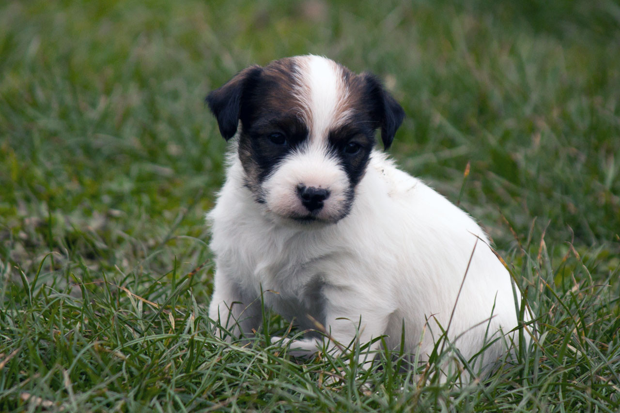 The Magnificent Fox Hunter - Chiots disponibles - Jack Russell Terrier