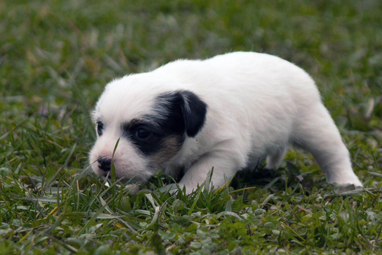 The Magnificent Fox Hunter - Chiots disponibles - Jack Russell Terrier