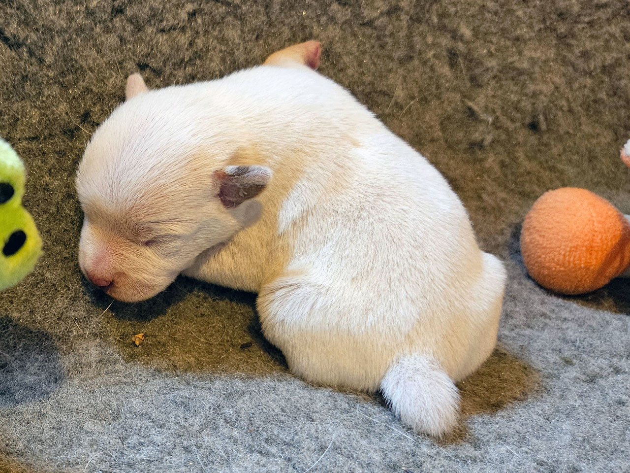 The Magnificent Fox Hunter - Chiots disponibles - Parson Russell Terrier