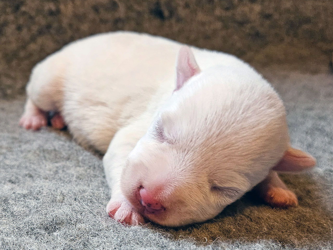The Magnificent Fox Hunter - Chiots disponibles - Parson Russell Terrier