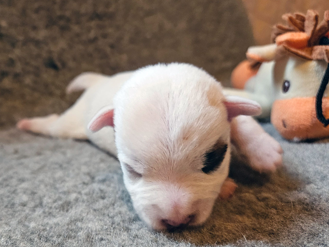 The Magnificent Fox Hunter - Chiots disponibles - Parson Russell Terrier