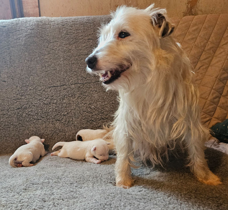 The Magnificent Fox Hunter - Parson Russell Terrier - Portée née le 28/01/2026