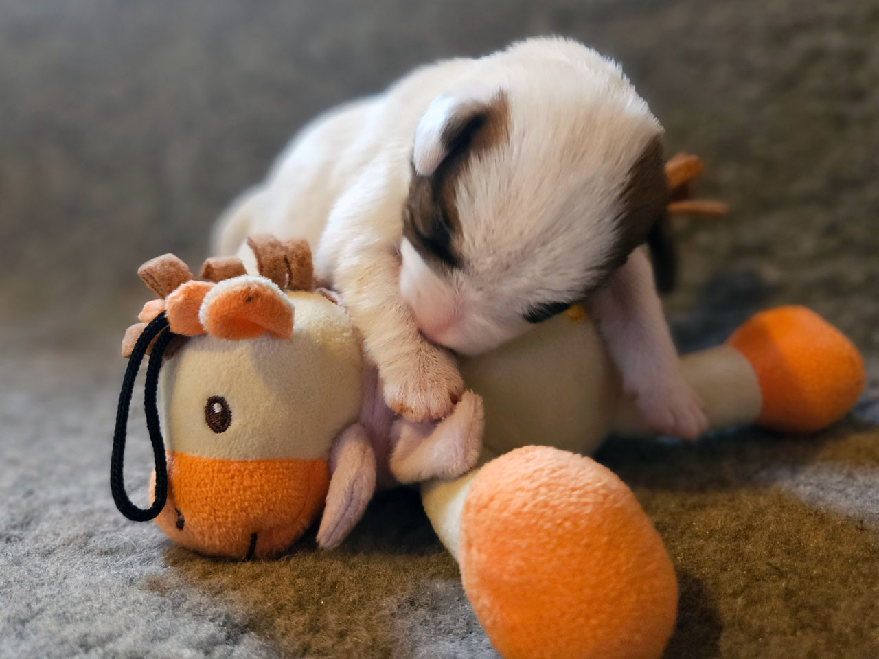 The Magnificent Fox Hunter - Chiots disponibles - Parson Russell Terrier