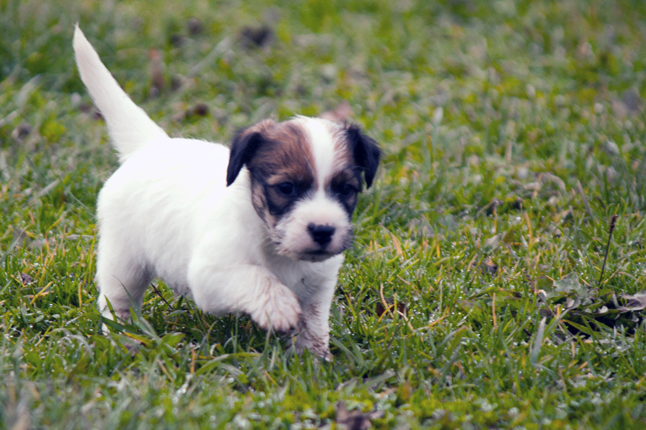 The Magnificent Fox Hunter - Chiots disponibles - Jack Russell Terrier
