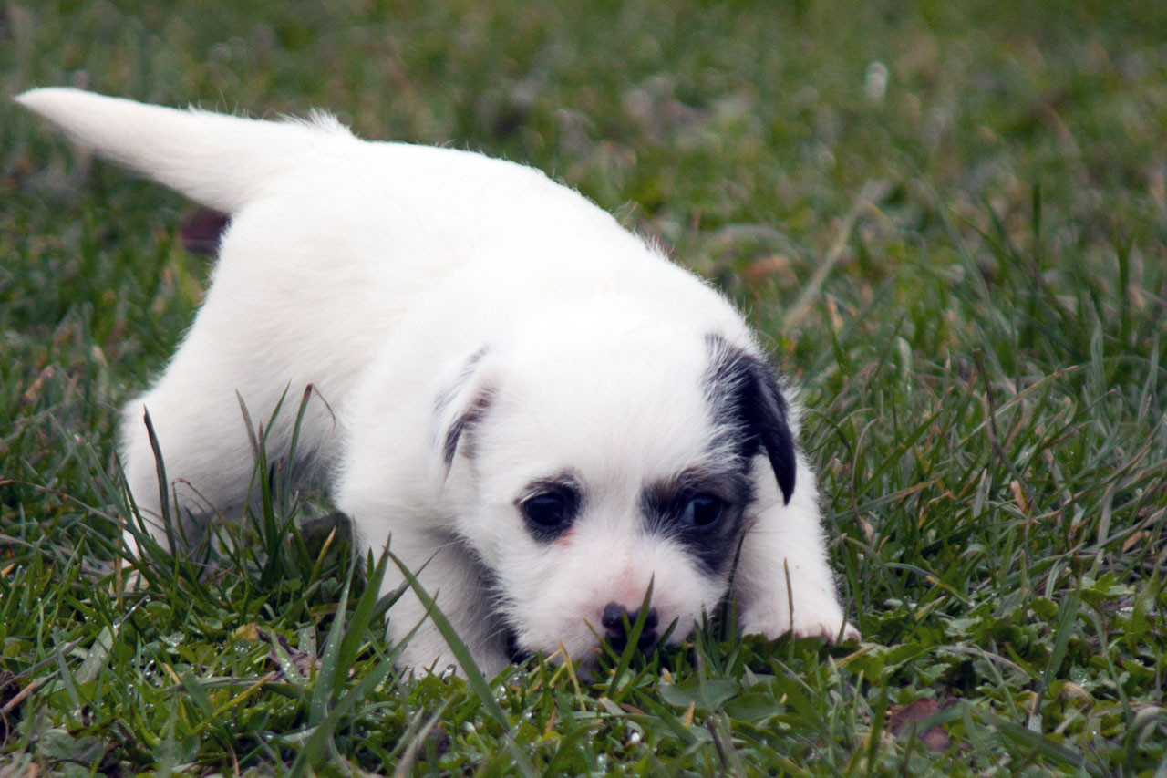 The Magnificent Fox Hunter - Chiots disponibles - Jack Russell Terrier