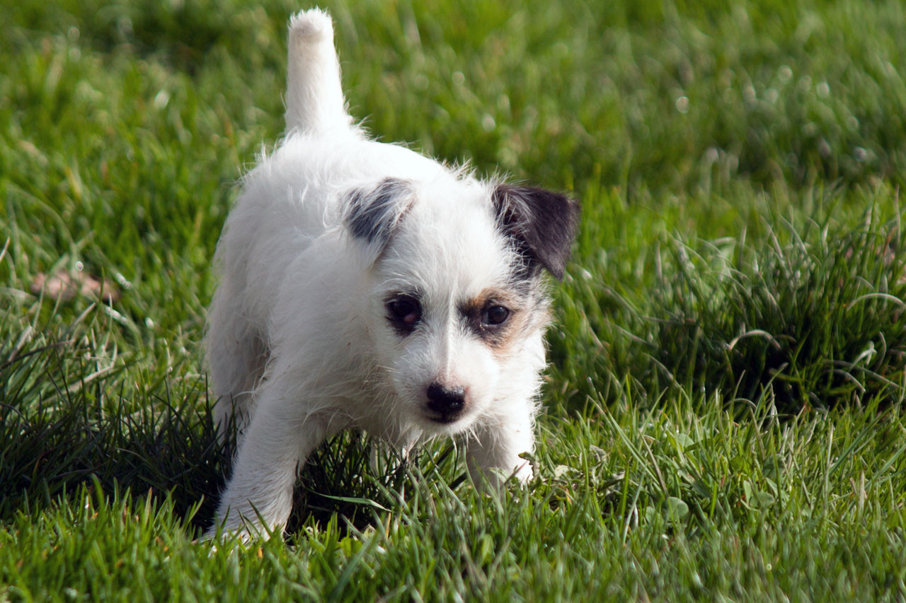 The Magnificent Fox Hunter - Chiots disponibles - Jack Russell Terrier