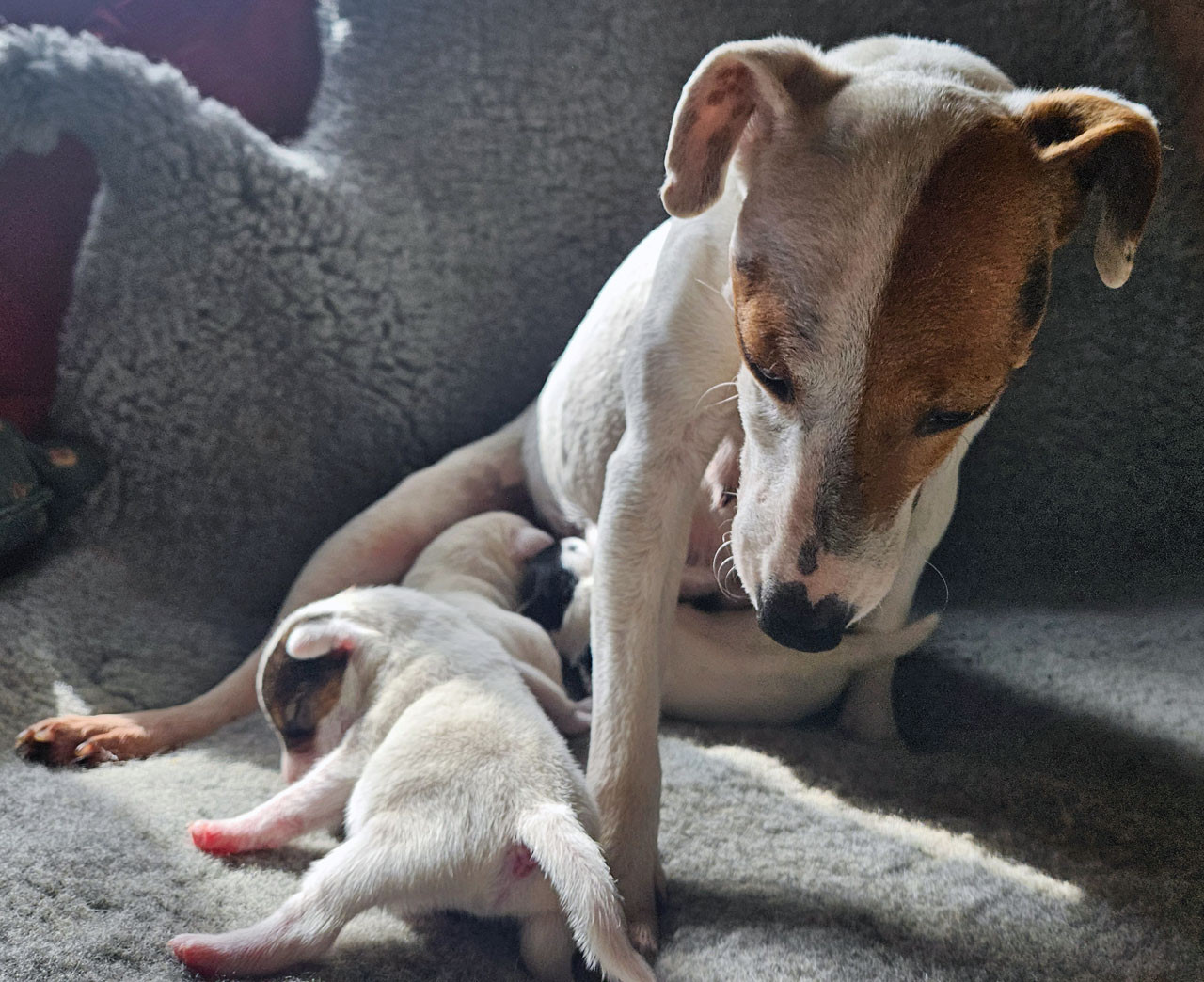 The Magnificent Fox Hunter - Parson Russell Terrier - Portée née le 28/02/2026