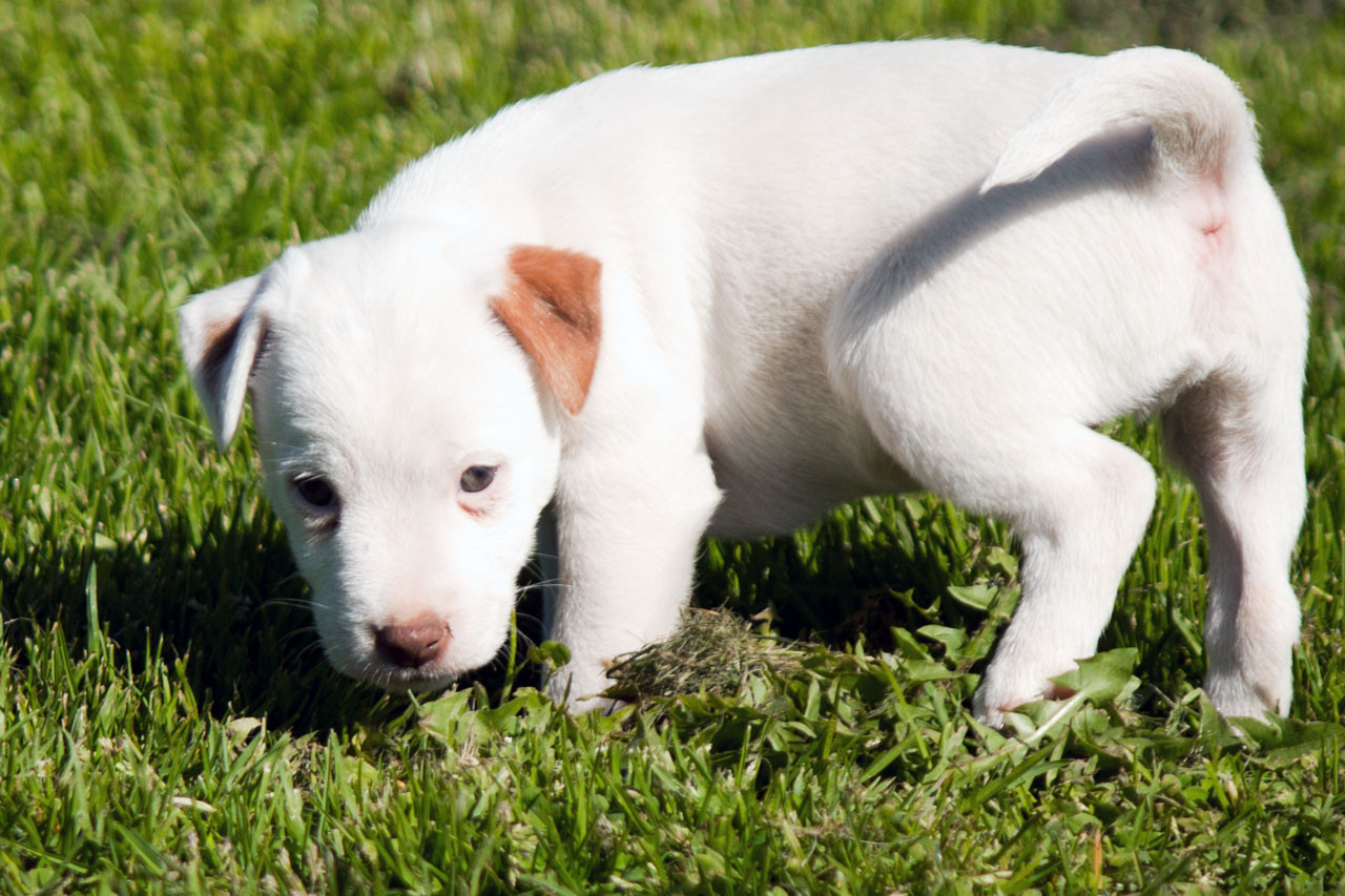 The Magnificent Fox Hunter - Chiots disponibles - Parson Russell Terrier