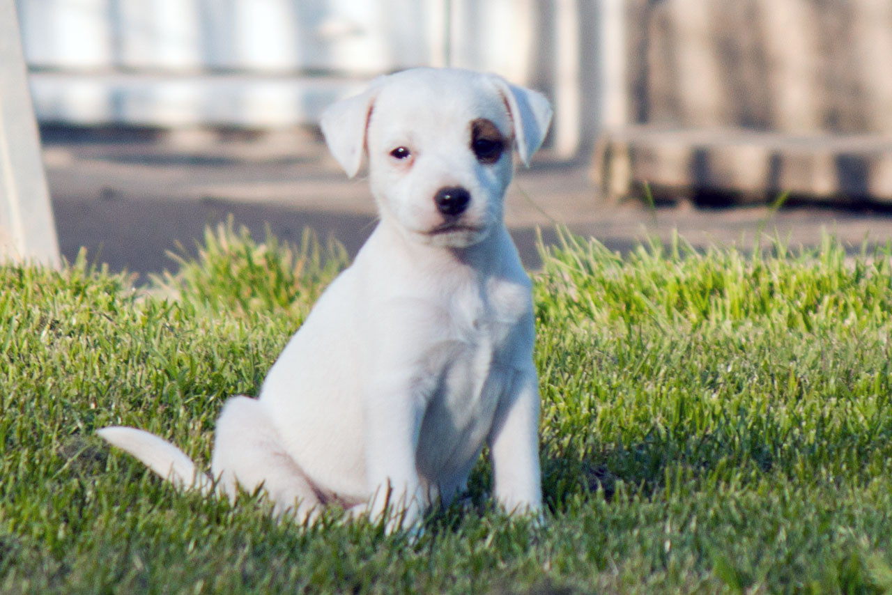 The Magnificent Fox Hunter - Chiots disponibles - Parson Russell Terrier