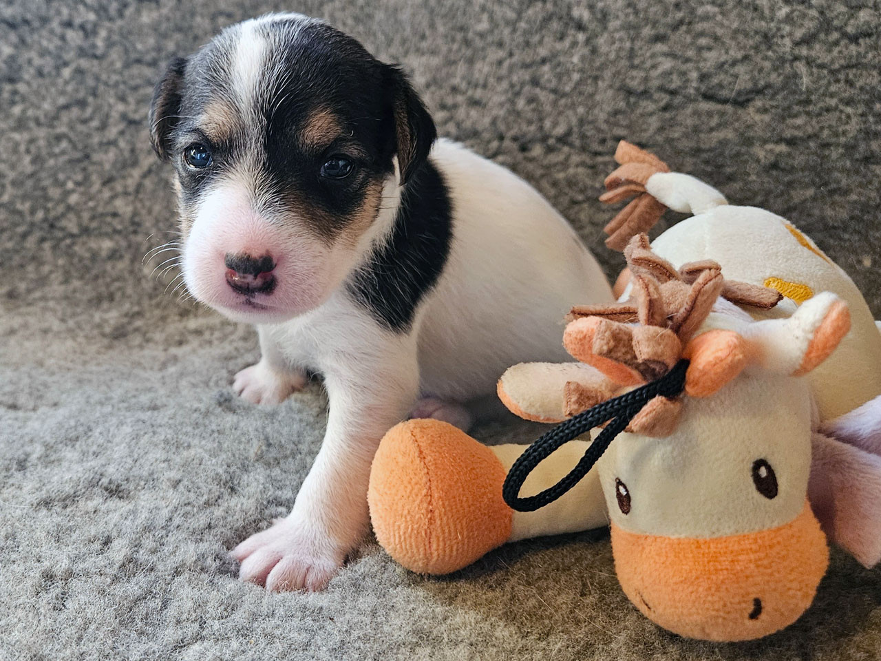 The Magnificent Fox Hunter - Chiots disponibles - Parson Russell Terrier