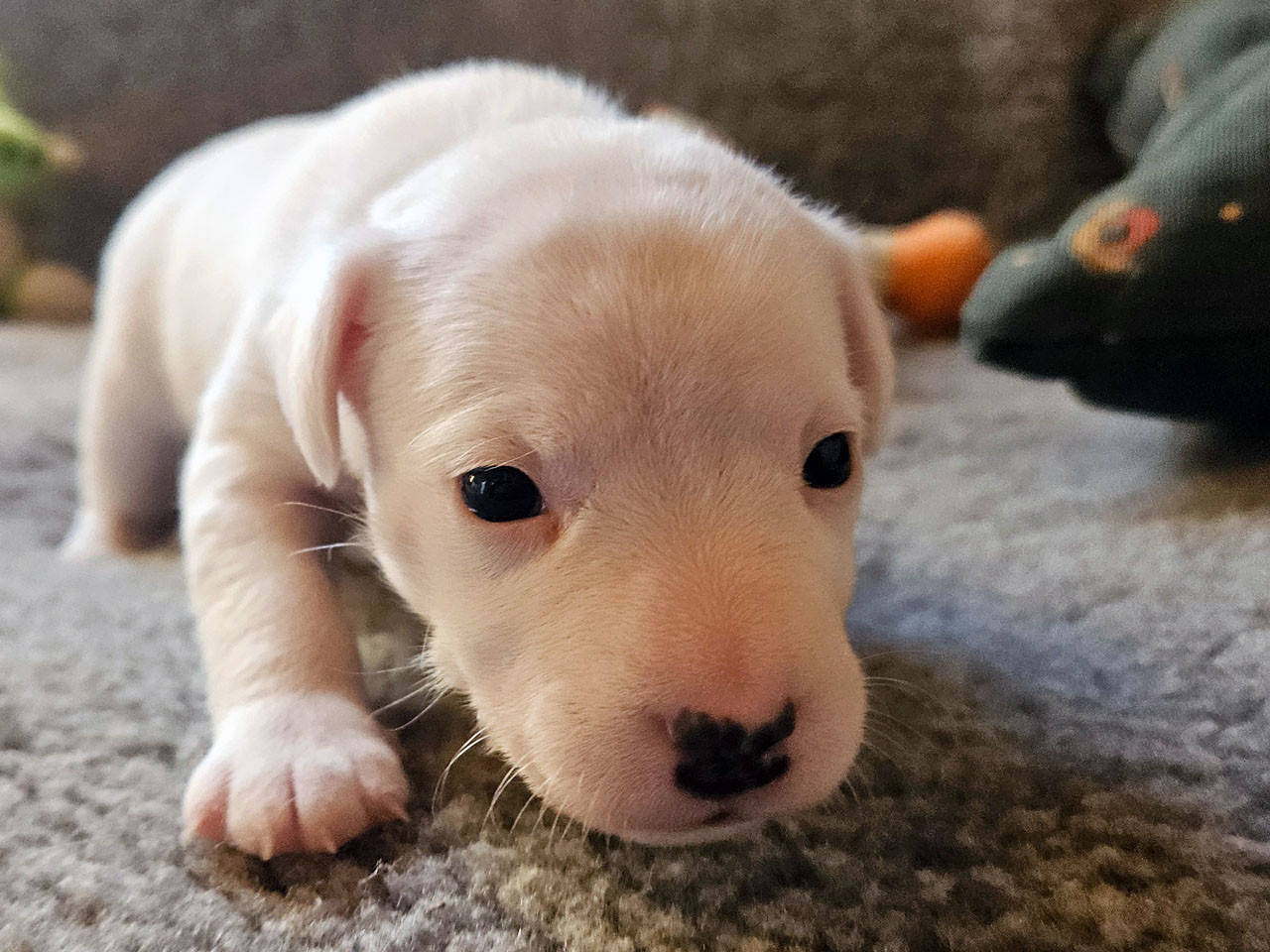 The Magnificent Fox Hunter - Chiots disponibles - Parson Russell Terrier