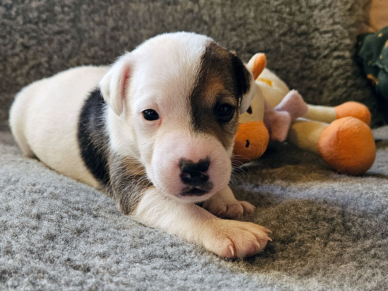 The Magnificent Fox Hunter - Chiots disponibles - Parson Russell Terrier