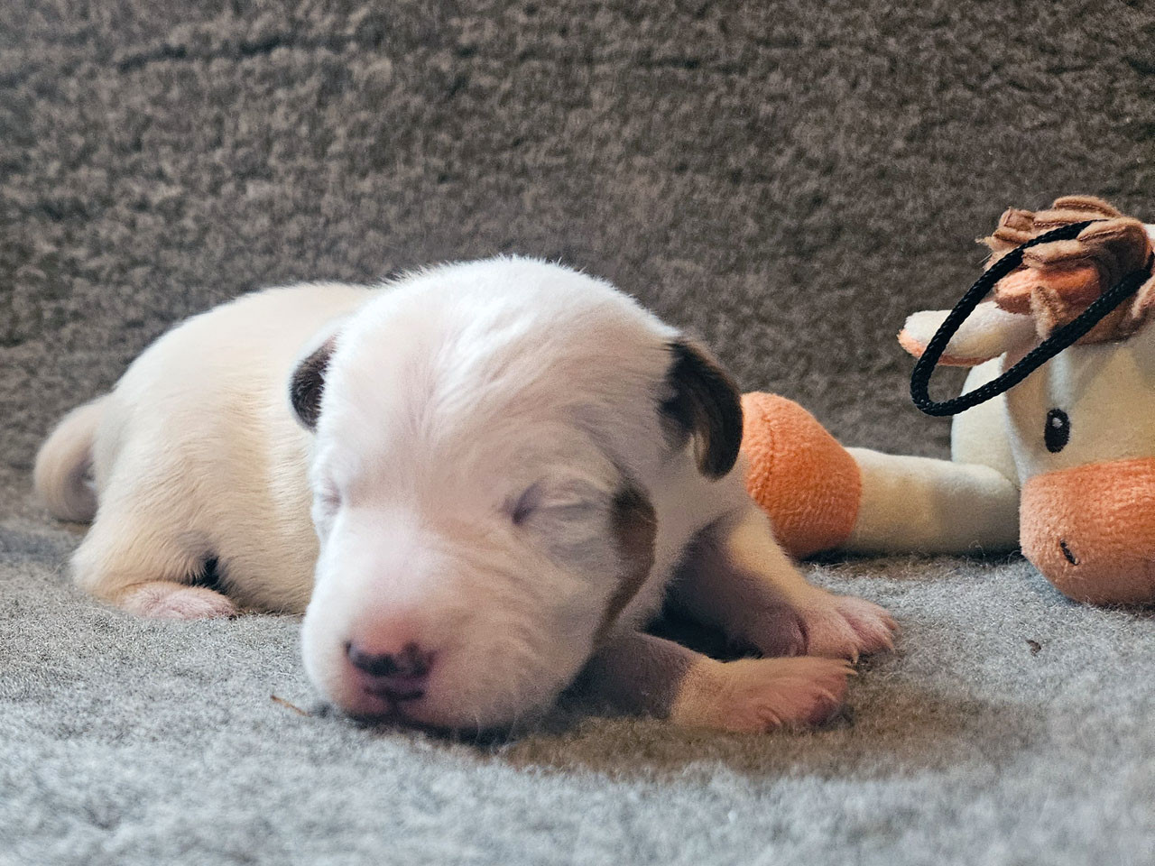 The Magnificent Fox Hunter - Chiots disponibles - Parson Russell Terrier